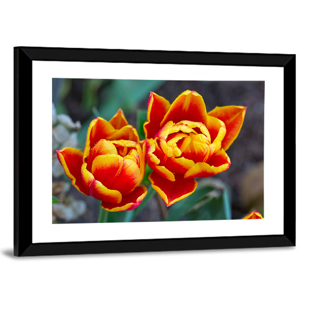 Red Tulips Close-up Wall Art
