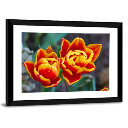 Red Tulips Close-up Wall Art