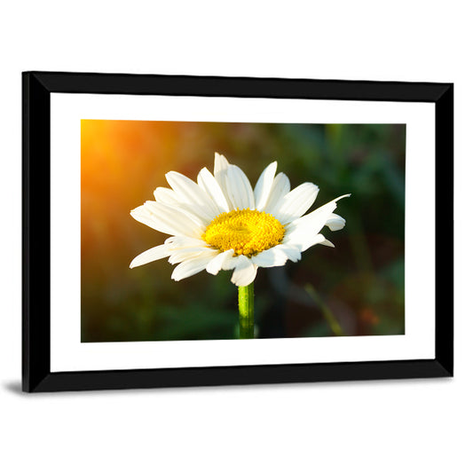 Single Daisy at Sunset Wall Art