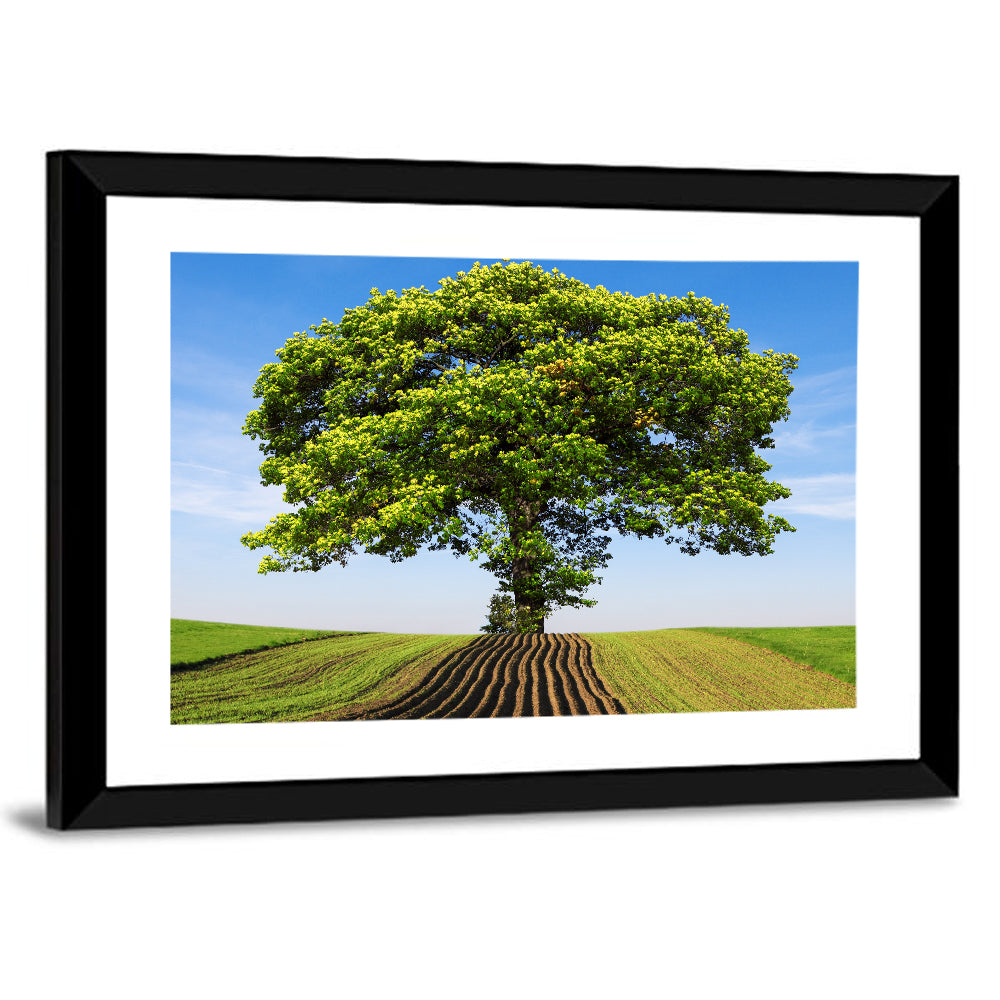 Solitary Tree on Plowed Hill Wall Art
