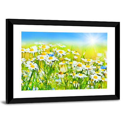 Sunlit Daisy Field Wall Art