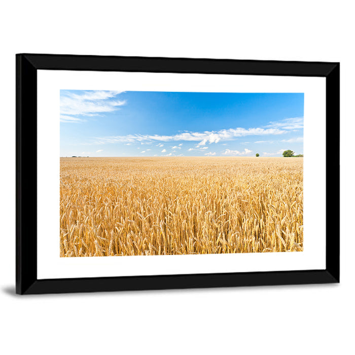 Golden Wheat Field with Blue Sky Wall Art as a framed print