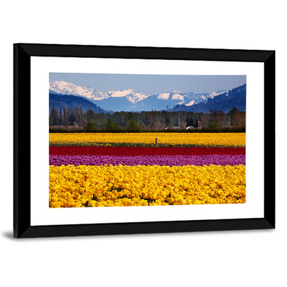 Daffodils In Skagit Valley Wall Art