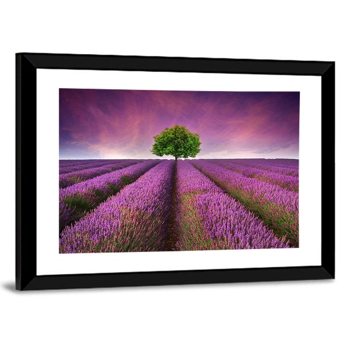 Lavender Field at Sunset Wall Art as a framed print