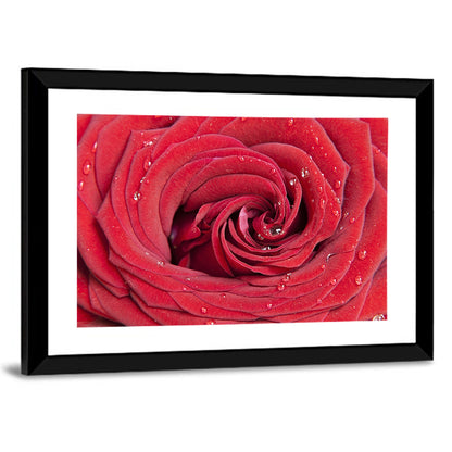 Crimson Rose Spiral Closeup Wall Art