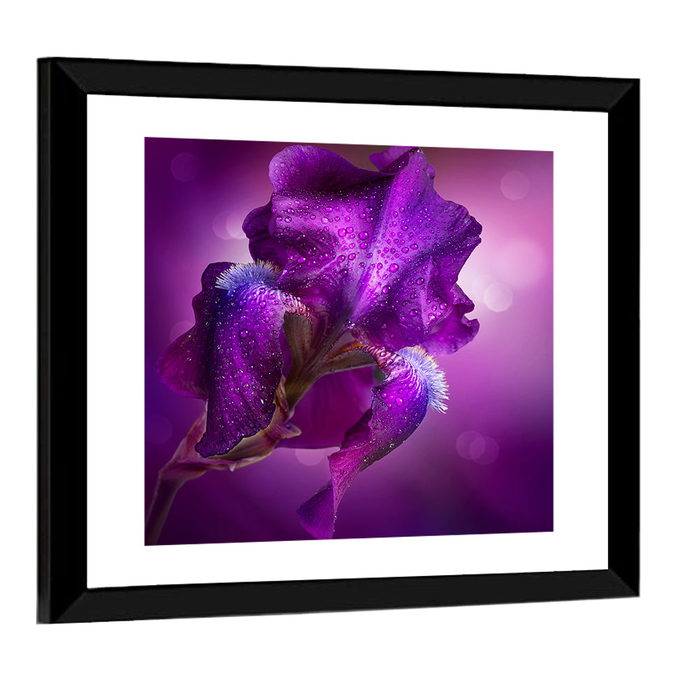 Purple Iris Macro Wall Art