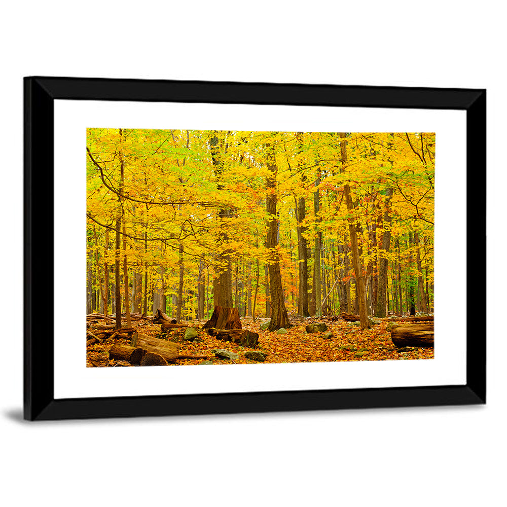 Catoctin Autumn Forest Wall Art