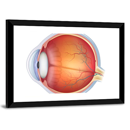 Anatomical Eye Cross-section Wall Art