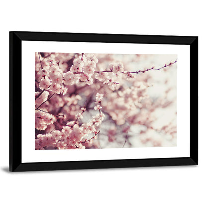 Pink Cherry Blossom Close-up Wall Art
