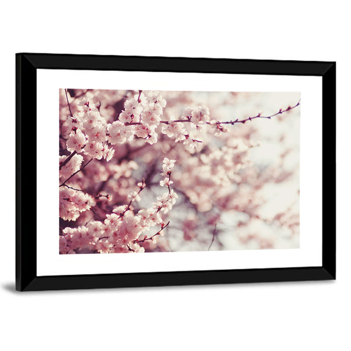 Pink Cherry Blossom Close-up Wall Art as a framed print