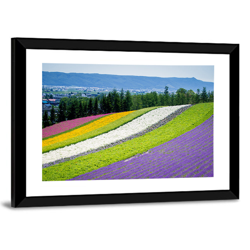 Farm Tomita Lavender Fields Wall Art