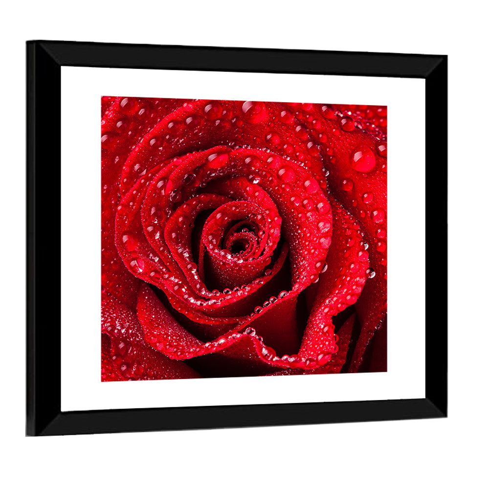 Dew-kissed Red Rose Closeup Wall Art