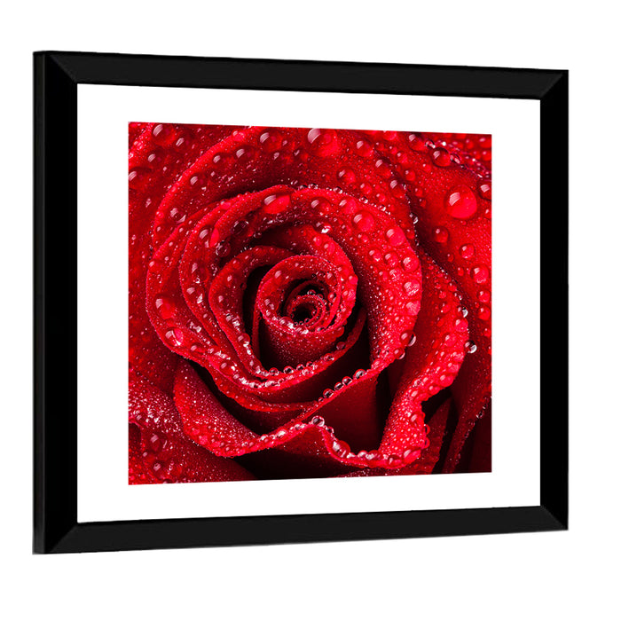 Dew-kissed Red Rose Closeup Wall Art as a framed print