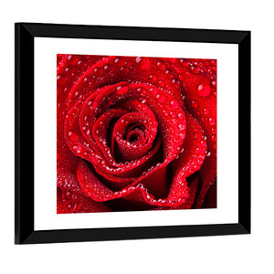Red Rose CloseUp Wall Art