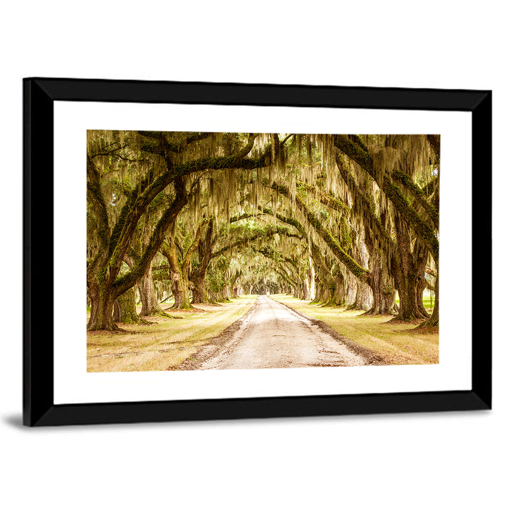 Oak Pathway Under Spanish Moss Wall Art