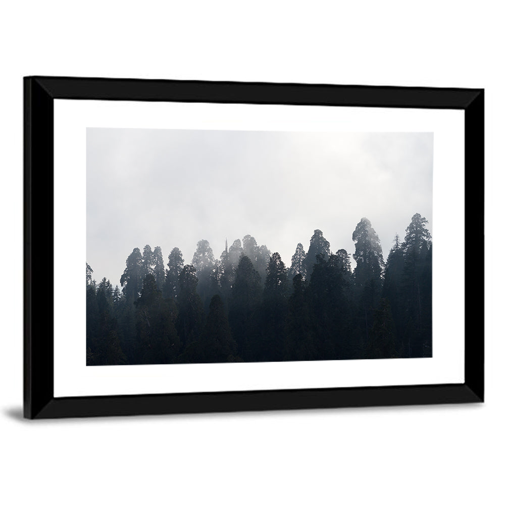 Redwood Forest In Mist Wall Art