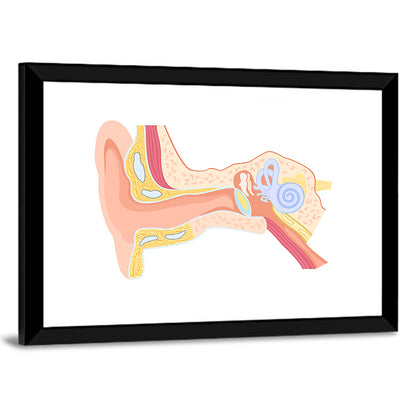 Human Ear Cross-section Diagram Wall Art