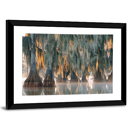 Bald Cypress Trees with Spanish Moss Wall Art