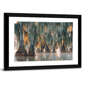 Bald Cypress Trees With Hanging Spanish Moss Wall Art