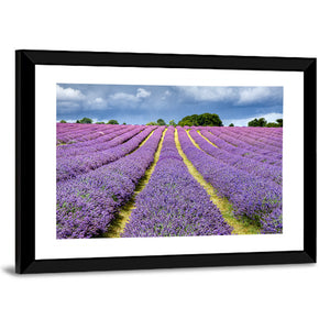 Lavender Field In Banstead Surrey Wall Art