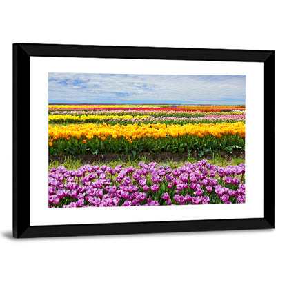 Rows of Colorful Tulip Fields Wall Art