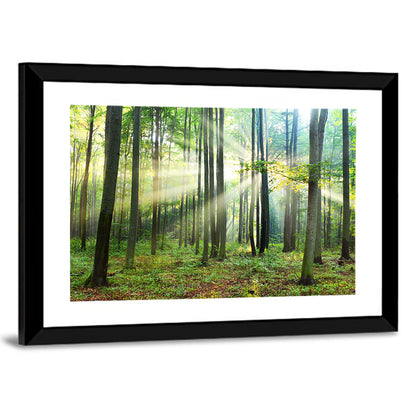 Morning Light in the Forest Wall Art