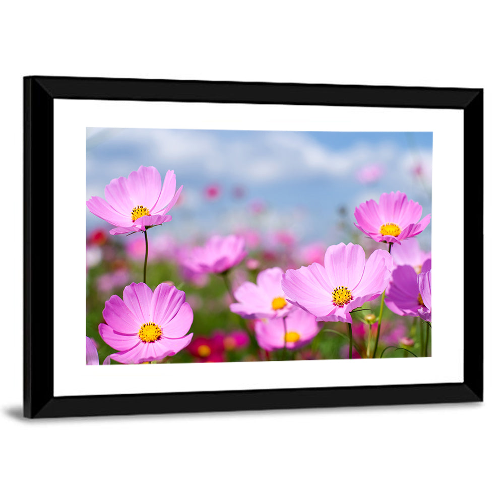 Pink Cosmos Meadow Under Blue Sky Wall Art
