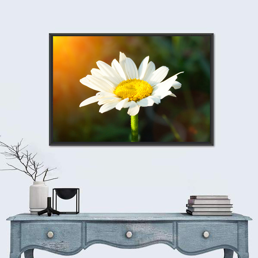 Single Daisy at Sunset Wall Art in a room, landscape