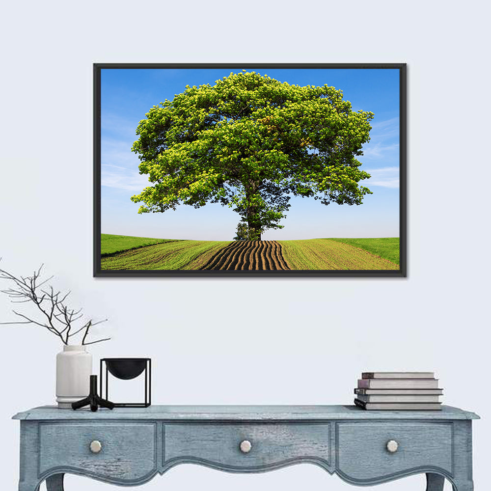 Solitary Tree on Plowed Hill Wall Art in a room, landscape
