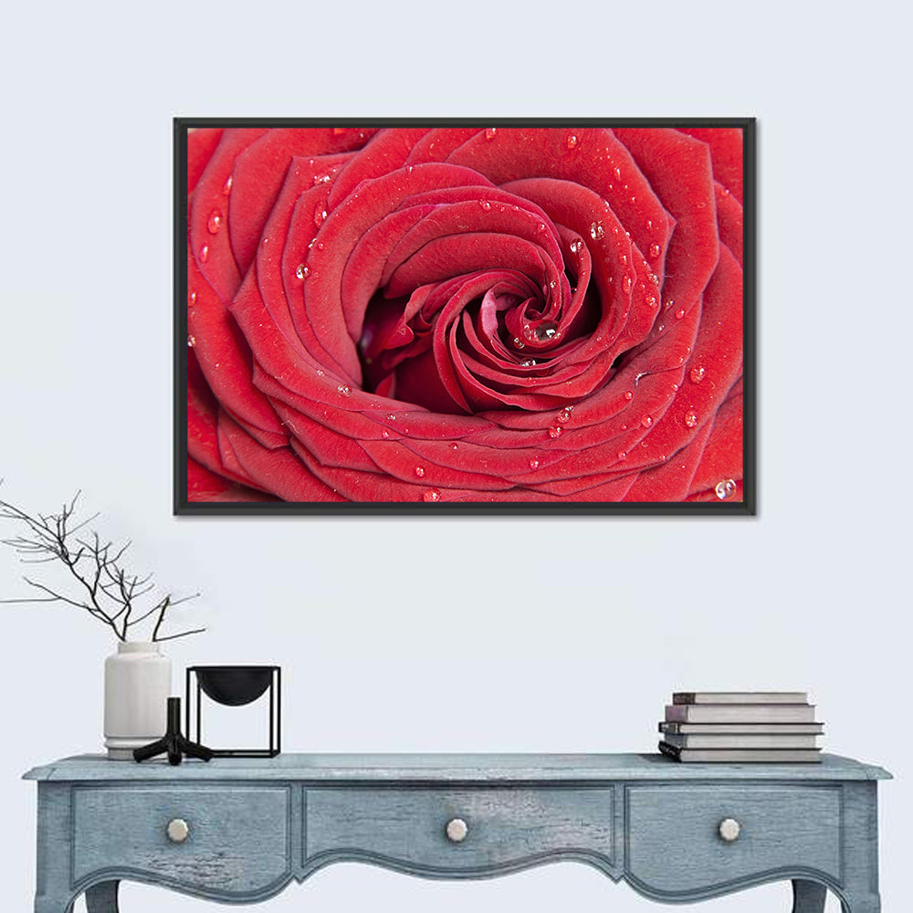 Crimson Rose Spiral Closeup Wall Art