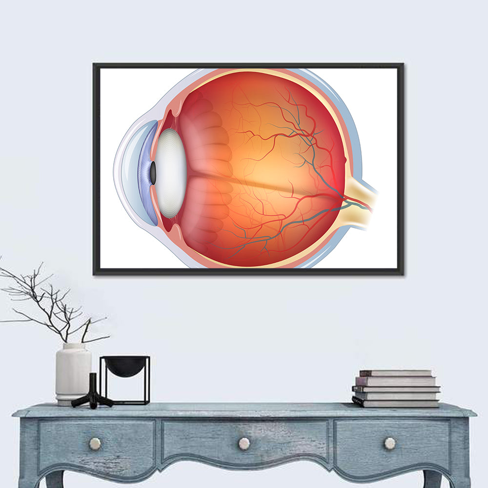 Anatomical Eye Cross-section Wall Art in a room, landscape