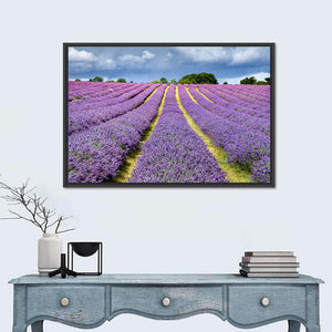 Lavender Field In Banstead Surrey Wall Art