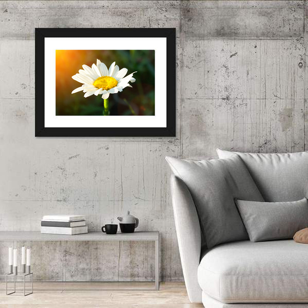 Single Daisy at Sunset Wall Art in a room, landscape
