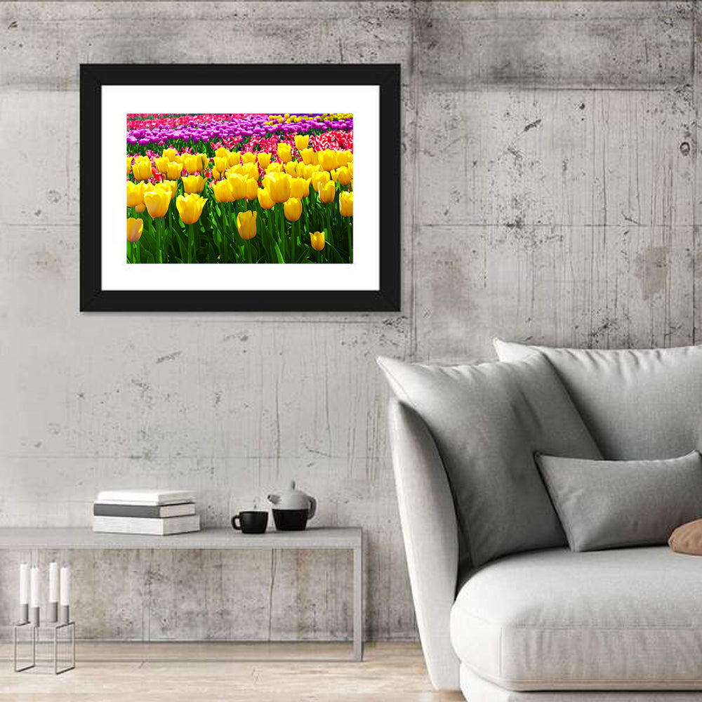 Yellow Tulips in Bloom Wall Art