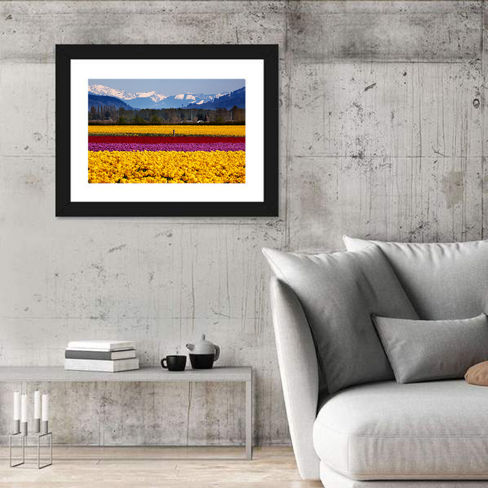 Skagit Valley Spring Daffodils Wall Art