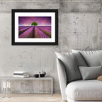 Lavender Field at Sunset Wall Art