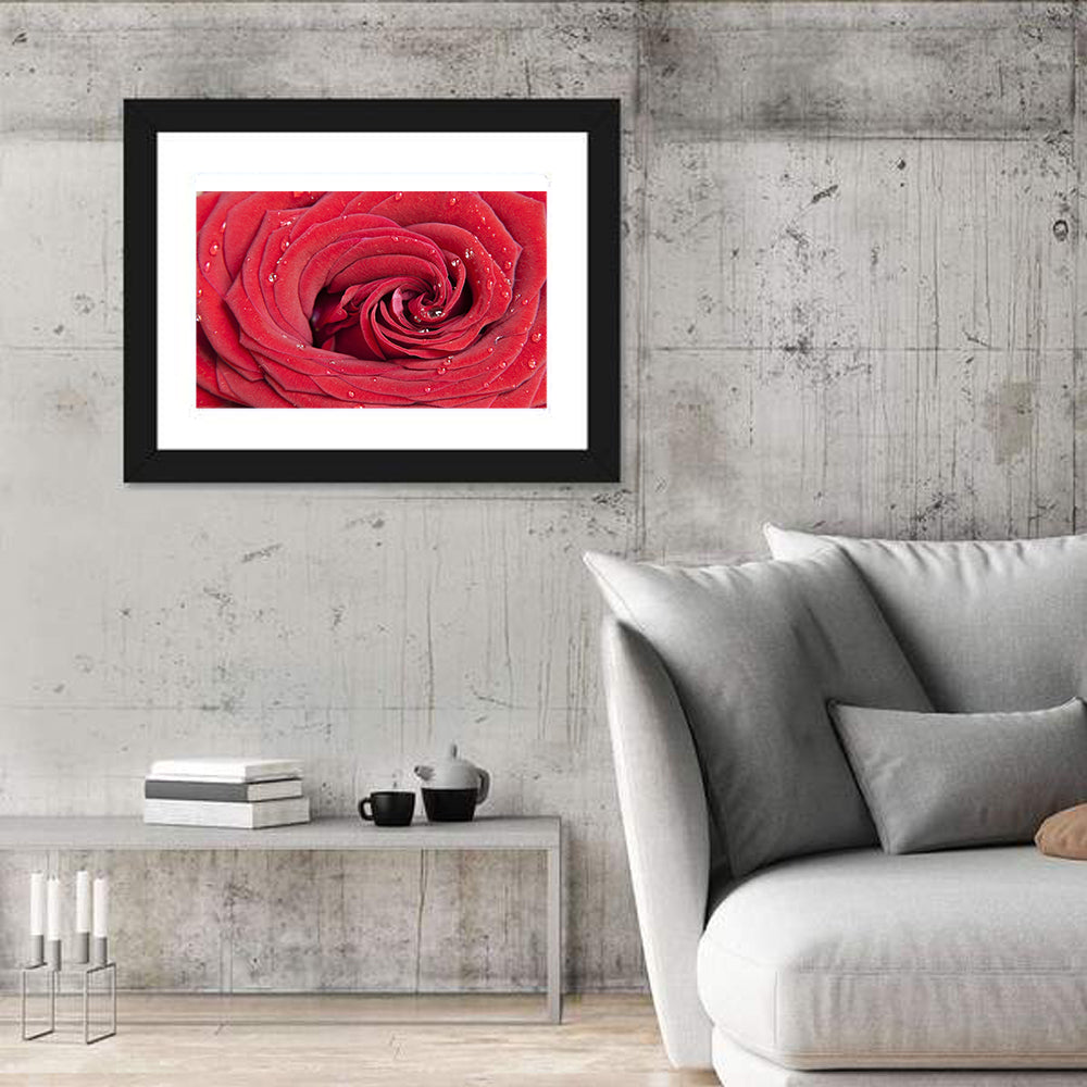Crimson Rose Spiral Closeup Wall Art
