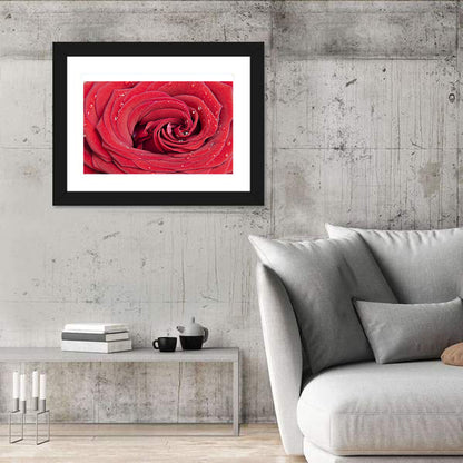 Crimson Rose Spiral Closeup Wall Art