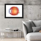 Anatomical Eye Cross-section Wall Art