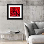 Dew-kissed Red Rose Closeup Wall Art