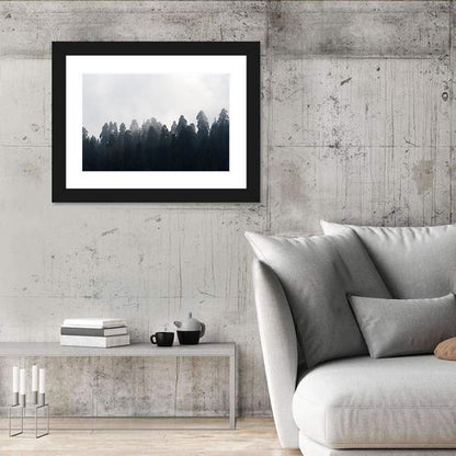 Redwood Forest In Mist Wall Art