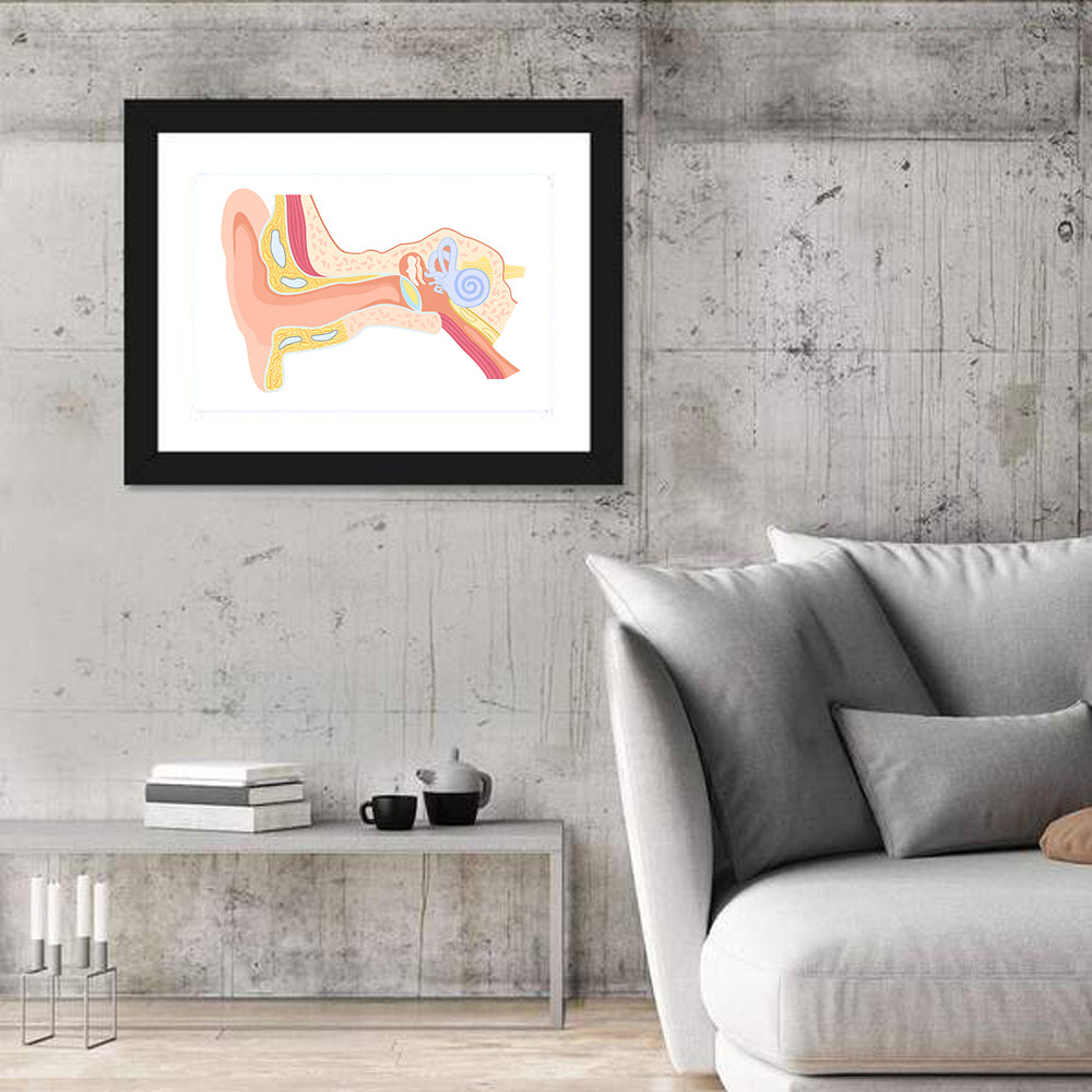 Human Ear Cross-section Diagram Wall Art in a room, landscape