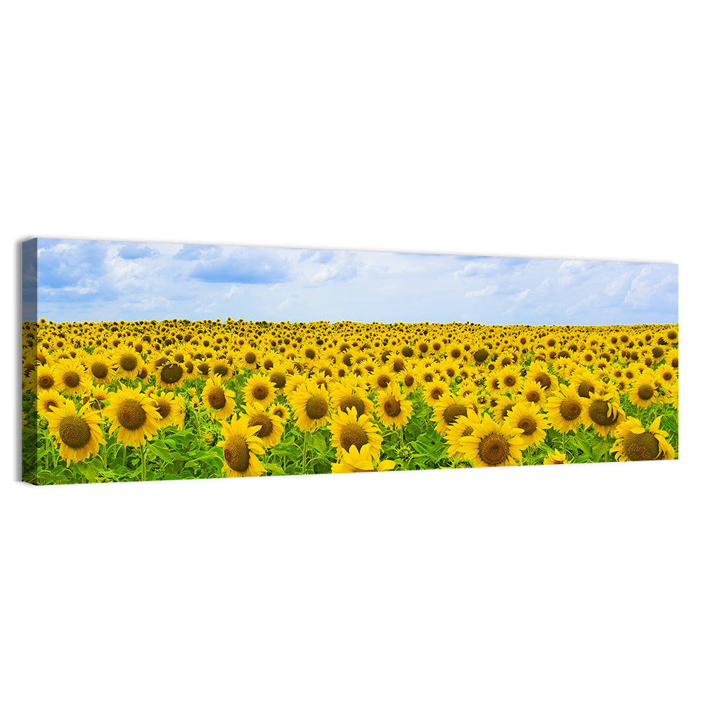 Sunflower Field Under Blue Sky Wall Art
