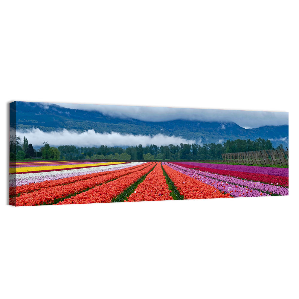 Tulip Festival In Chilliwack Wall Art