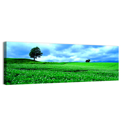 Biei Hill with Lone Tree, Hokkaido Wall Art