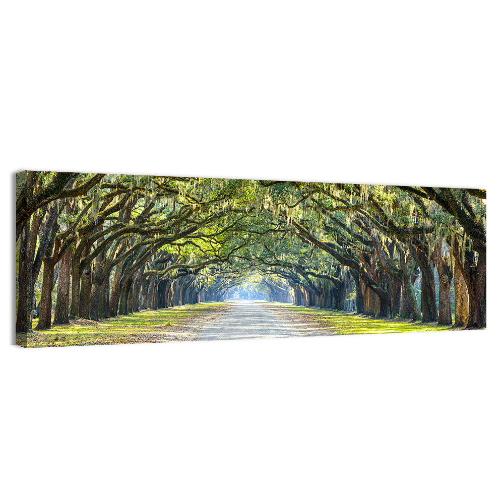 Spanish Moss Oak Alley Wall Art