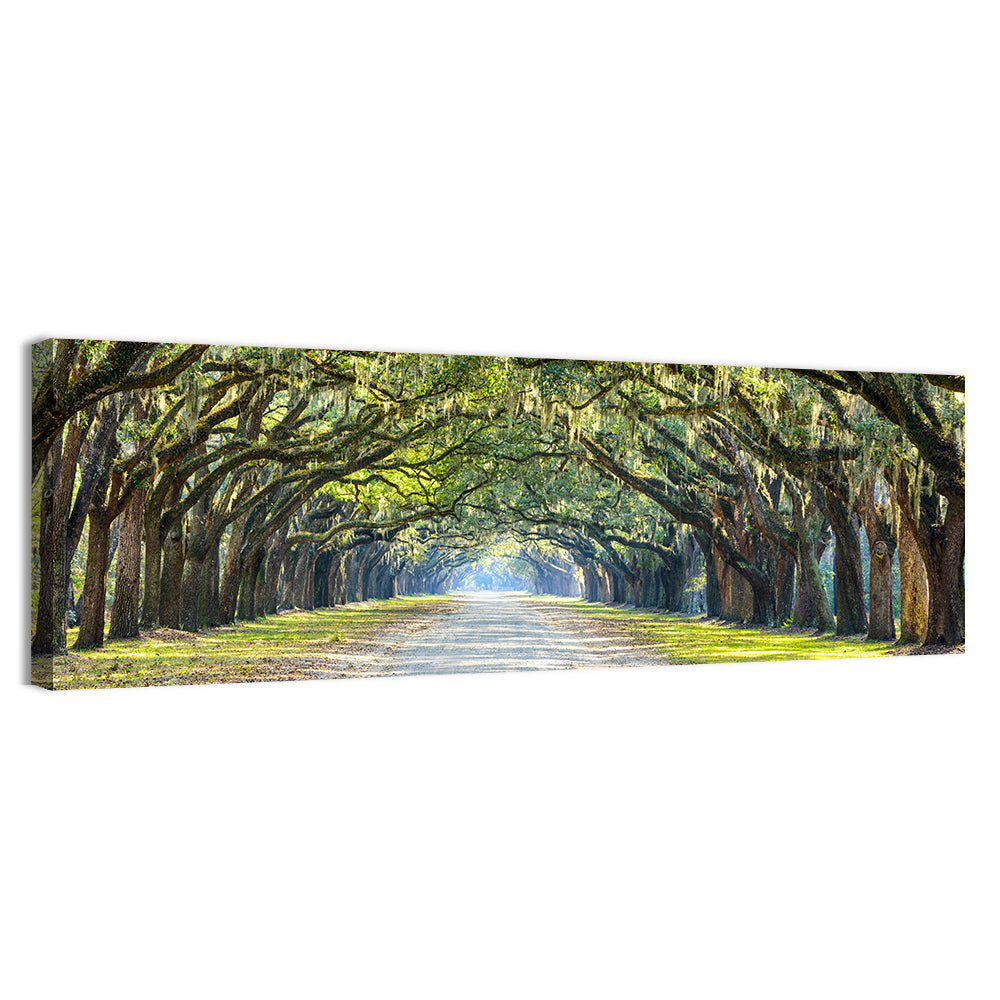 Wormsloe Plantation Oak Tunnel Wall Art