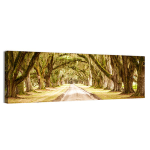 Pathway Under Deep Spanish Moss Wall Art