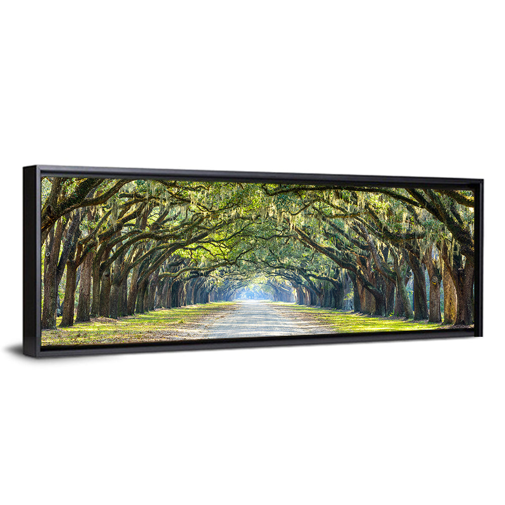 Wormsloe Plantation Oak Tunnel Wall Art