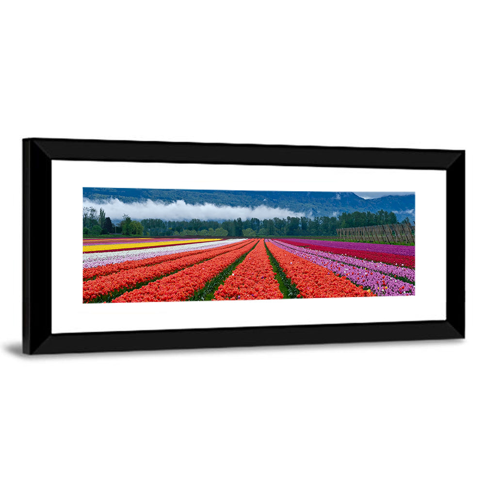 Tulip Festival In Chilliwack Wall Art